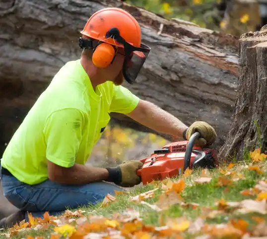 tree services Detroit Lakes